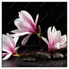 Led Wandbild Magnolien Zen Steine Quadrat Produktvorschau Frontal