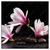 Led Wandbild Magnolien Zen Steine Quadrat Produktvorschau Frontal