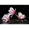 Led Wandbild Magnolien Zen Steine Querformat Motivvorschau