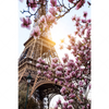Led Wandbild Mangnolien In Paris Hochformat Motivvorschau