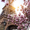Led Wandbild Mangnolien In Paris Quadrat Motivvorschau