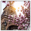 Led Wandbild Mangnolien In Paris Quadrat Produktvorschau Frontal