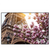 Led Wandbild Mangnolien In Paris Querformat Produktvorschau Frontal