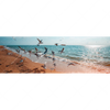 Led Wandbild Moewen Am Strand Panorama Motivvorschau