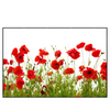 Led Wandbild Mohnfeld Querformat Produktvorschau Frontal