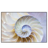 Led Wandbild Muschel Fossil No 2 Querformat Produktvorschau Frontal