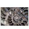 Led Wandbild Muschel Fossil No 3 Querformat Produktvorschau Frontal