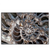 Led Wandbild Muschel Fossil No 3 Querformat Produktvorschau Frontal