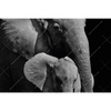Led Wandbild Mutter Baby Elefant Querformat Motivvorschau