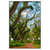 Led Wandbild Mystischer Wald Hochformat Produktvorschau Frontal