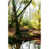 Led Wandbild Natuerlicher Wald Hochformat Motivvorschau