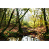 Led Wandbild Natuerlicher Wald Querformat Motivvorschau