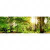 Led Wandbild Natur Pur Der Wald Panorama Motivvorschau