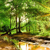 Led Wandbild Natur Pur Der Wald Quadrat Motivvorschau