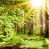 Led Wandbild Natur Pur Der Wald Querformat Zoom