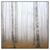 Led Wandbild Nebel Im Birkenwald Quadrat Produktvorschau Frontal
