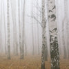 Led Wandbild Nebel Im Birkenwald Querformat Zoom