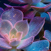 Led Wandbild Neon Sukkulenten Panorama Zoom