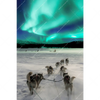 Led Wandbild Nordlichter Und Schlittenhunde Hochformat Motivvorschau