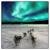 Led Wandbild Nordlichter Und Schlittenhunde Quadrat Produktvorschau Frontal