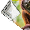 Led Wandbild Orang Utan Familie Im Regenwald Hochformat Materialvorschau