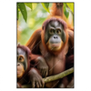 Led Wandbild Orang Utan Familie Im Regenwald Hochformat Produktvorschau Frontal