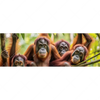 Led Wandbild Orang Utan Familie Im Regenwald Panorama Motivvorschau