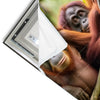 Led Wandbild Orang Utan Familie Im Regenwald Quadrat Materialvorschau