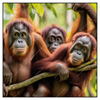 Led Wandbild Orang Utan Familie Im Regenwald Quadrat Produktvorschau Frontal