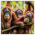 Led Wandbild Orang Utan Familie Im Regenwald Quadrat Produktvorschau Frontal