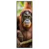 Led Wandbild Orang Utan Familie Im Regenwald Schmal Produktvorschau Frontal