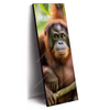 Led Wandbild Orang Utan Familie Im Regenwald Schmal Produktvorschau Seitlich