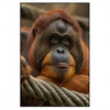 Led Wandbild Orang Utan Mit Sanftem Blick Hochformat Produktvorschau Frontal
