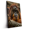 Led Wandbild Orang Utan Mit Sanftem Blick Hochformat Produktvorschau Seitlich