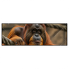 Led Wandbild Orang Utan Mit Sanftem Blick Panorama Produktvorschau Frontal
