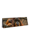 Led Wandbild Orang Utan Mit Sanftem Blick Panorama Produktvorschau Seitlich