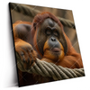 Led Wandbild Orang Utan Mit Sanftem Blick Quadrat Produktvorschau Seitlich