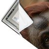 Led Wandbild Orang Utan Mit Sanftem Blick Schmal Materialvorschau