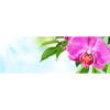 Led Wandbild Orchidee Wassertropfen Panorama Motivvorschau