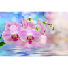 Led Wandbild Orchideen Blueten Querformat Motivvorschau