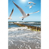 Led Wandbild Ostseekueste Moewen Hochformat Motivvorschau