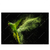 Led Wandbild Papagei Gruene Farbexplosion Querformat Produktvorschau Frontal