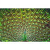 Led Wandbild Pfauenschwanz Querformat Motivvorschau