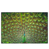 Led Wandbild Pfauenschwanz Querformat Produktvorschau Frontal