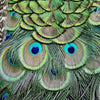 Led Wandbild Pfaufedern Panorama Zoom