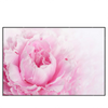 Led Wandbild Pfingstrose Querformat Produktvorschau Frontal