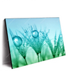 Led Wandbild Pusteblume Mit Tautropfen Querformat Produktvorschau Seitlich