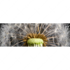 Led Wandbild Pusteblume No 10 Panorama Motivvorschau
