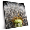 Led Wandbild Pusteblume No 10 Quadrat Produktvorschau Seitlich