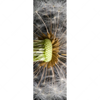 Led Wandbild Pusteblume No 10 Schmal Motivvorschau